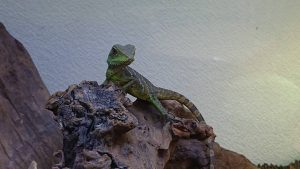 インドシナウォータードラゴン ヤング 爬虫類専門店 Satisfactory 大阪 梅田