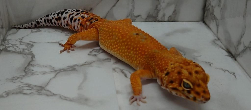 スキットルズ | 爬虫類専門店_Satisfactory 大阪・梅田