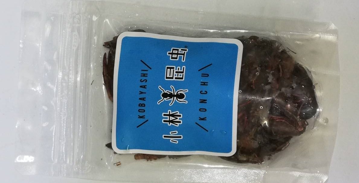 冷凍アメリカザリガニ 爬虫類専門店 Satisfactory 大阪 梅田