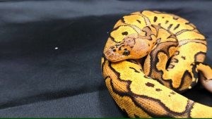 爬虫類専門店 Satisfactory 大阪 梅田