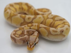 サムネイル1