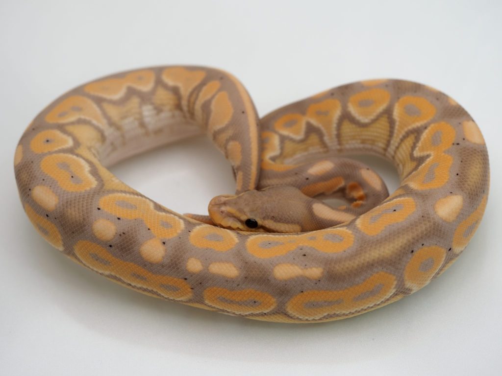 バナナ シナモン イエローベリー 66% het クラウン