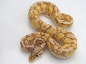 サムネイル1