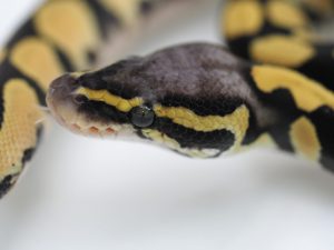 サムネイル1
