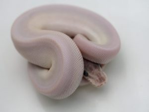 サムネイル1