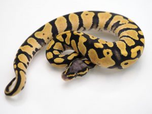 サムネイル1