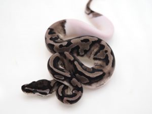 サムネイル1
