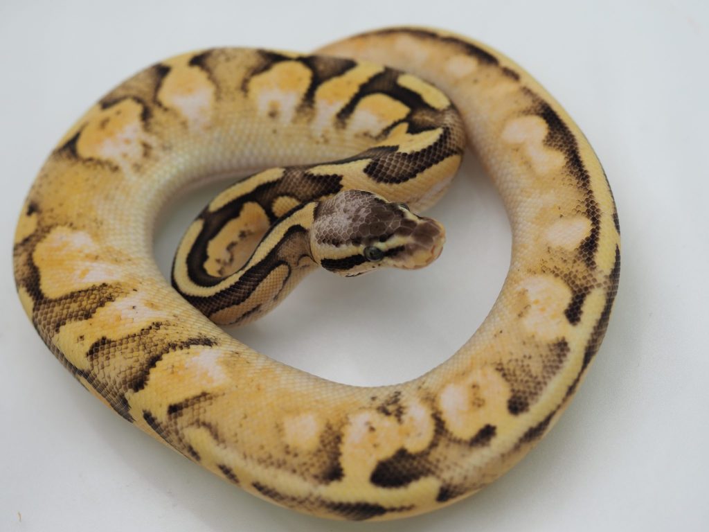 パステル キャリコ ファイア Poss het クラウン
