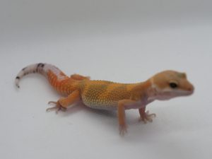 サムネイル1