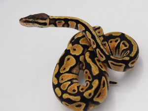 サムネイル1