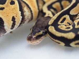 サムネイル1