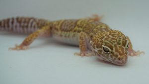 サムネイル1