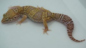 サムネイル1