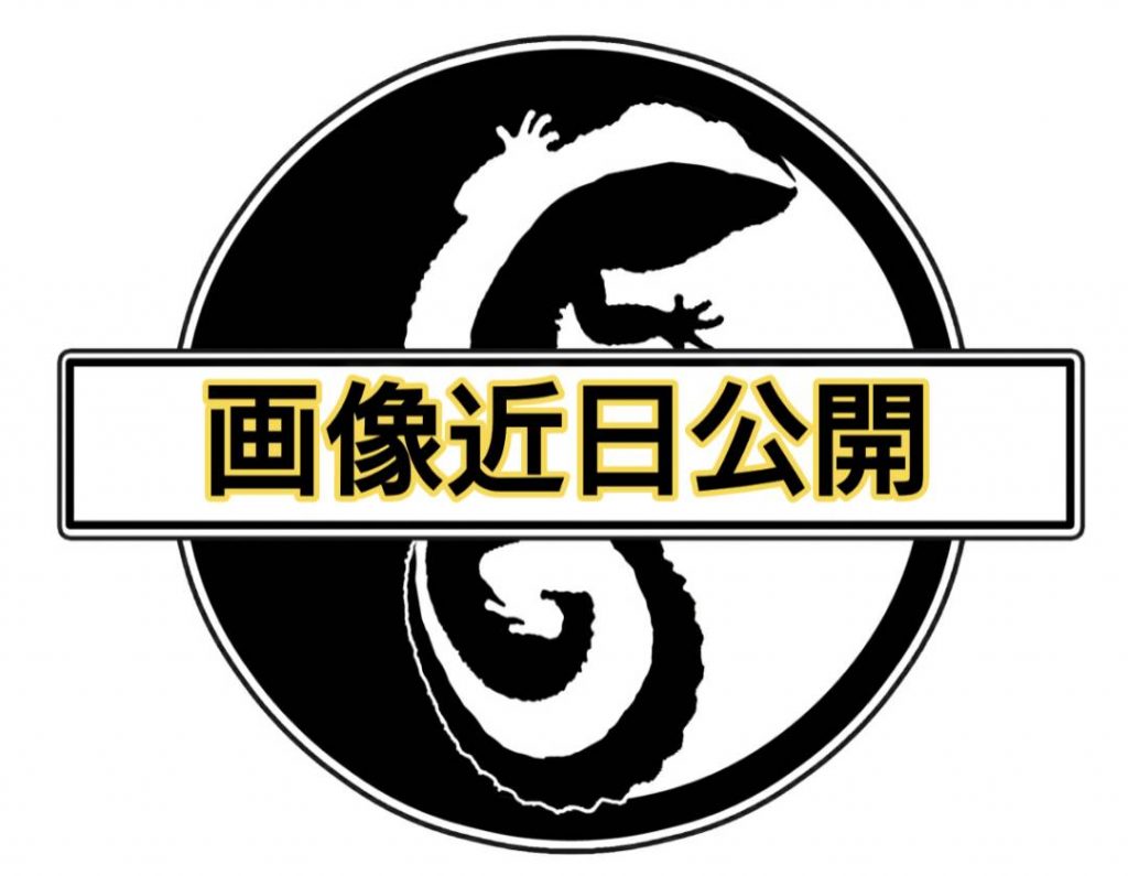 キャラメルアルビノ