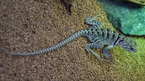 サムネイル1