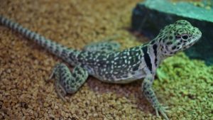 サムネイル1