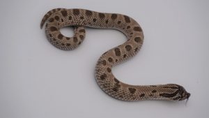 サムネイル1
