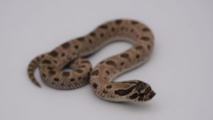 サムネイル1