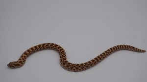 サムネイル1
