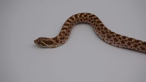 サムネイル1