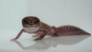 サムネイル1