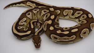 サムネイル1