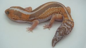 サムネイル1