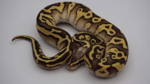 サムネイル1