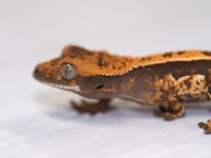 サムネイル1