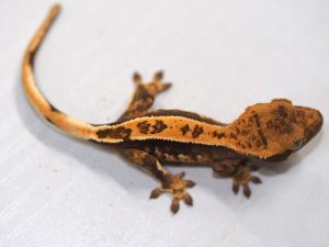 サムネイル1