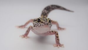 サムネイル1