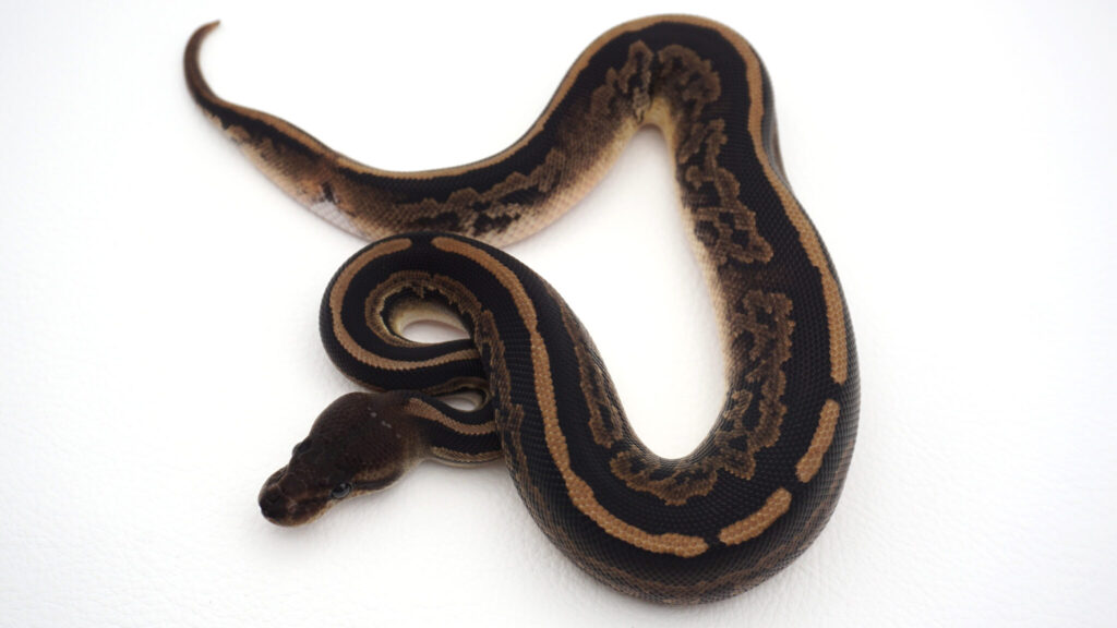 ブラックパステルマホガニー66%hetパイ ｜ 爬虫類専門店_Satisfactory