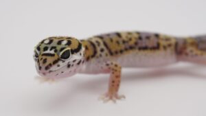 サムネイル1