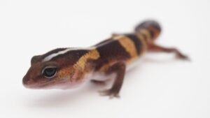サムネイル1