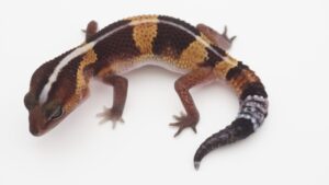 サムネイル1