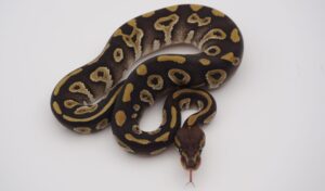 サムネイル1