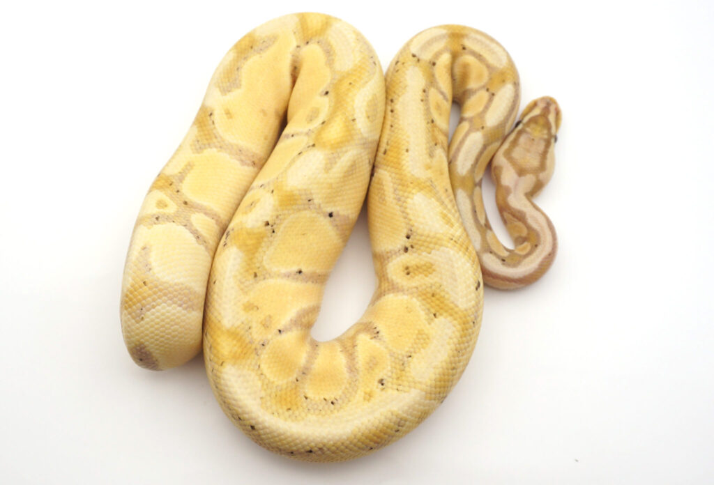 バナナhetクラウン