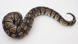 サムネイル1
