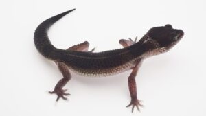 サムネイル1