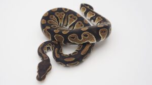 サムネイル1