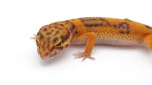 サムネイル1