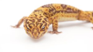 サムネイル1