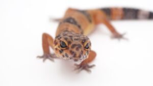 サムネイル1