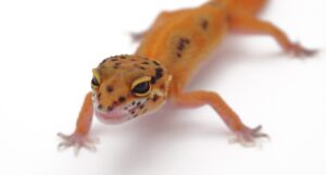 サムネイル1