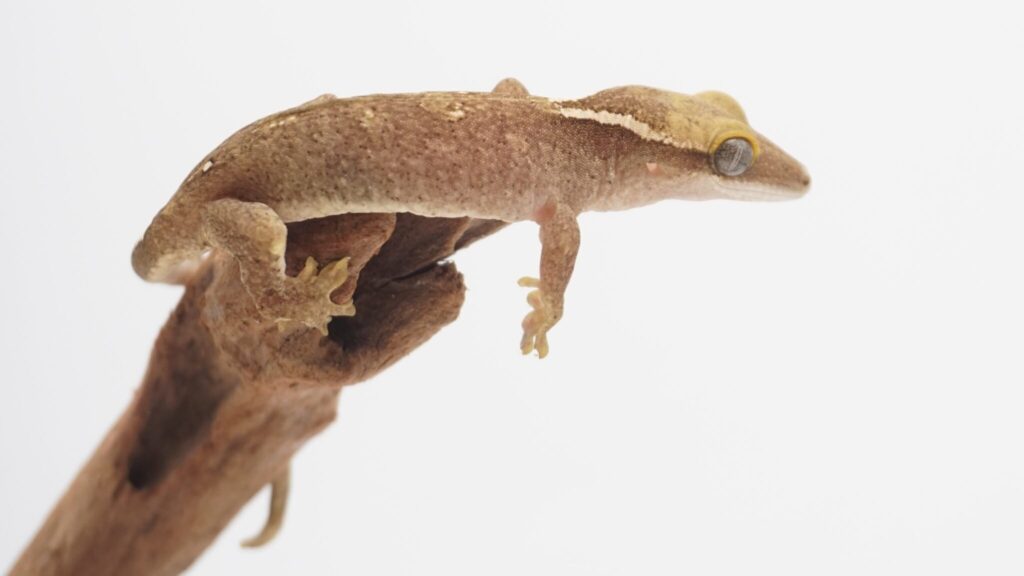 サラシノミカドヤモリ