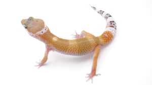 サムネイル1
