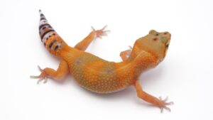 サムネイル1