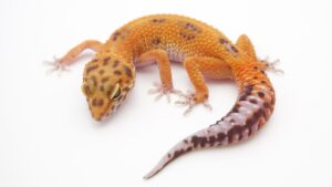 サムネイル1