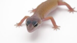 サムネイル1