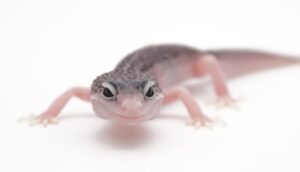 サムネイル1